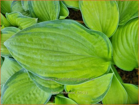 Hosta 'Inniswood'
