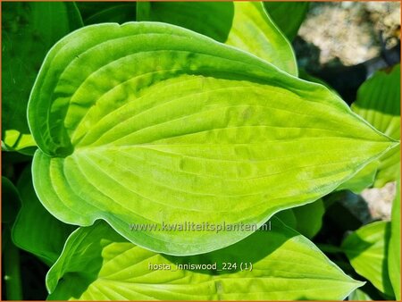Hosta 'Inniswood'