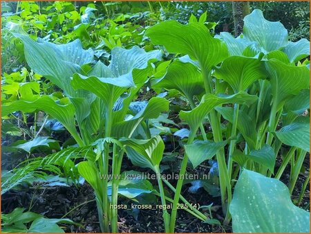 Hosta 'Krossa Regal'