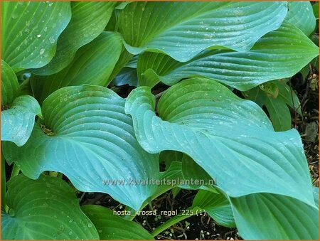 Hosta 'Krossa Regal'