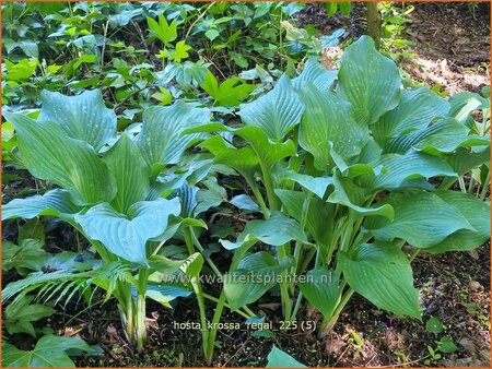 Hosta 'Krossa Regal'