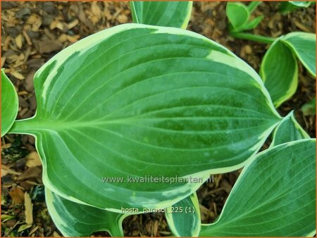 Hosta 'Parasol'