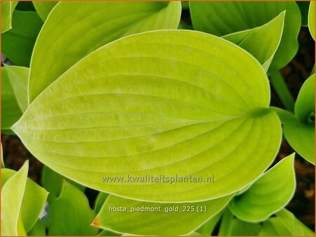 Hosta 'Piedmont Gold'