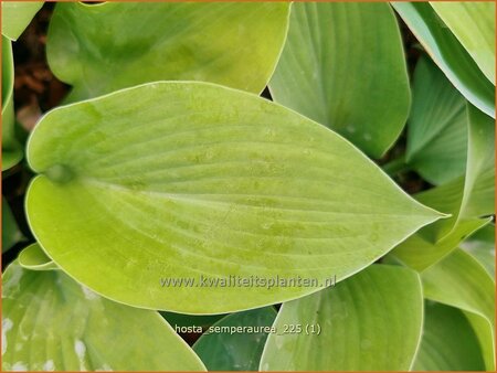 Hosta 'Semperaurea'
