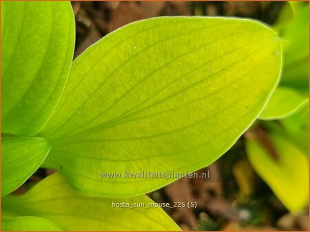 Hosta 'Sun Mouse'