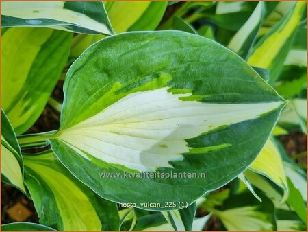 Hosta 'Vulcan'