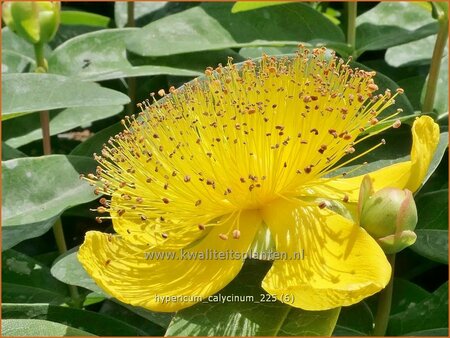 Hypericum calycinum