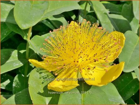 Hypericum calycinum