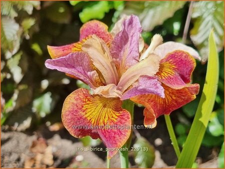 Iris sibirica 'Paprikash'