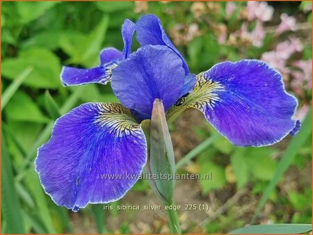 Iris sibirica 'Silver Edge'