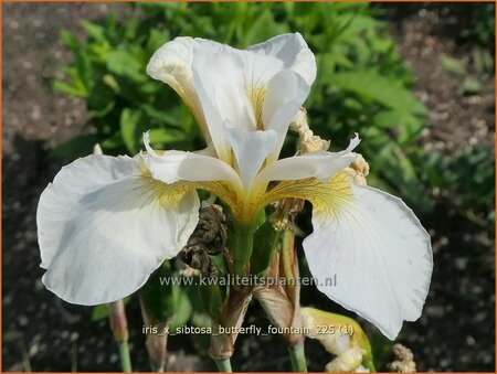 Iris x sibtosa 'Butterfly Fountain'
