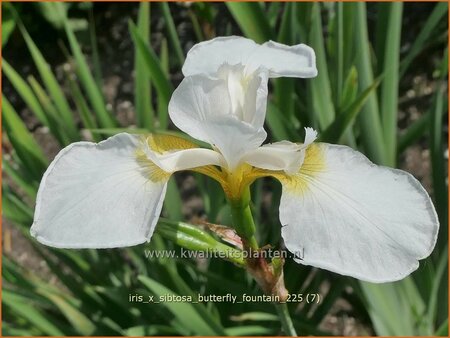 Iris x sibtosa 'Butterfly Fountain'