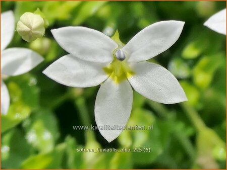Isotoma fluviatilis 'Alba'