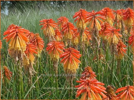 Kniphofia 'Poco Daybreak'