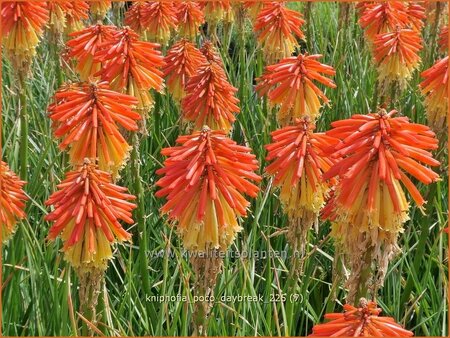 Kniphofia 'Poco Daybreak'