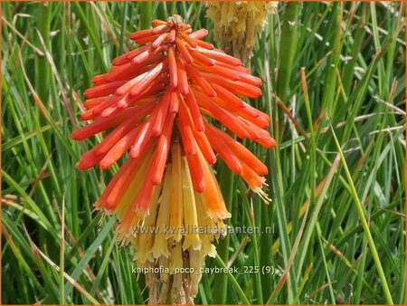 Kniphofia 'Poco Daybreak'