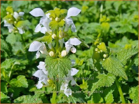 Lamium maculatum 'Happy Bee White'