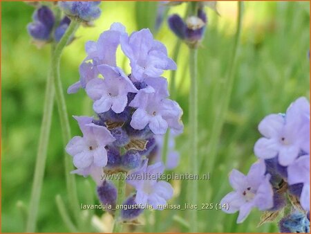 Lavandula angustifolia 'Melissa Lilac'