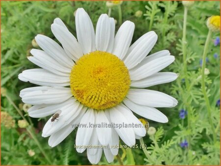 Leucanthemum vulgare