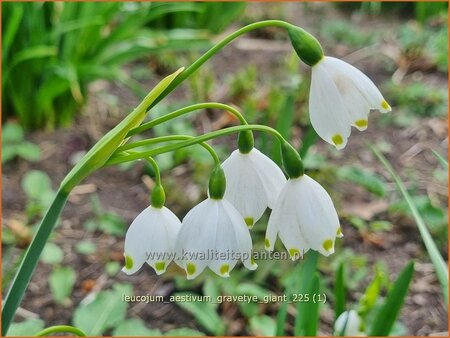 Leucojum aestivum 'Gravetye Giant'