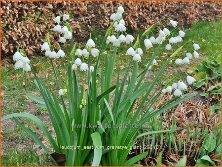 Leucojum aestivum 'Gravetye Giant'