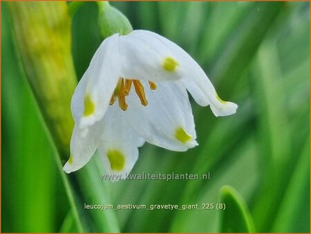Leucojum aestivum 'Gravetye Giant'