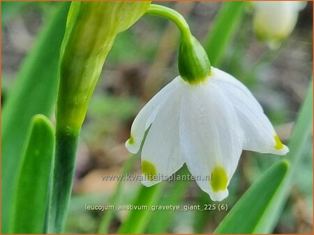 Leucojum aestivum 'Gravetye Giant'
