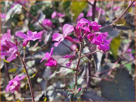 Lunaria annua 'Chedglow'