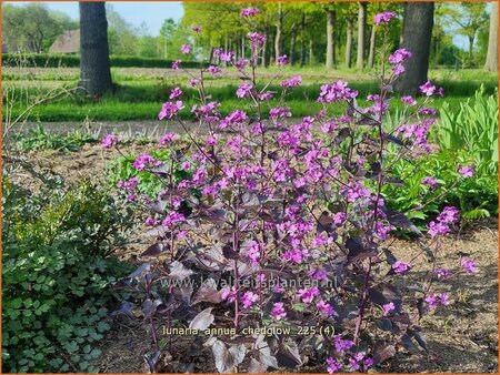 Lunaria annua 'Chedglow'
