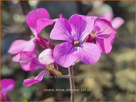 Lunaria annua 'Chedglow'