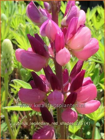 Lupinus 'Legendary Red Shades'