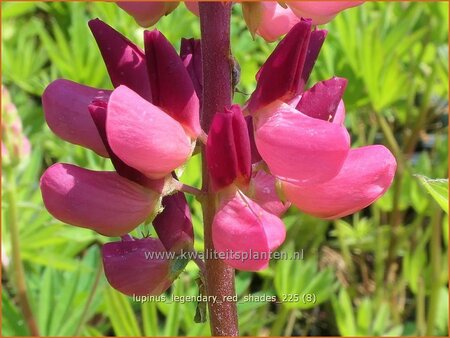 Lupinus 'Legendary Red Shades'