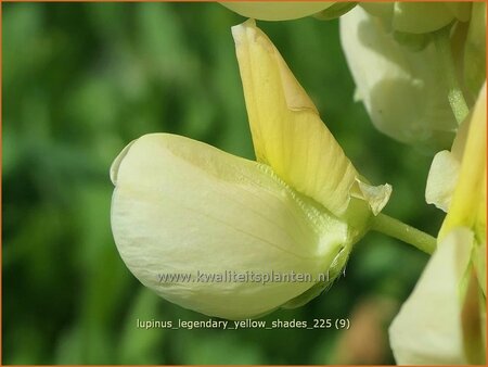 Lupinus 'Legendary Yellow Shades'