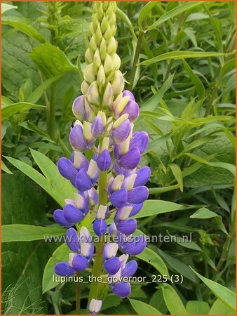 Lupinus 'The Governor'