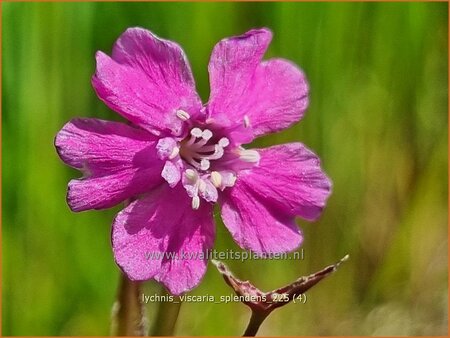 Lychnis viscaria 'Splendens'