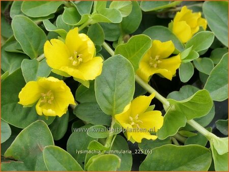 Lysimachia nummularia