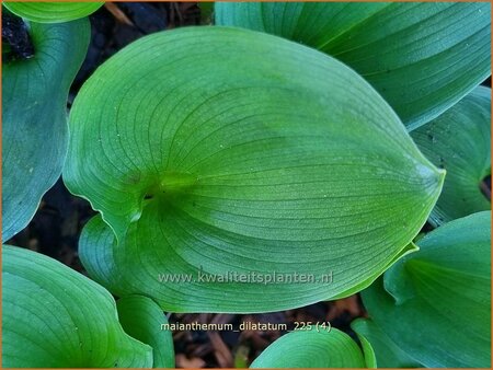 Maianthemum dilatatum