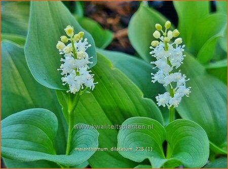 Maianthemum dilatatum