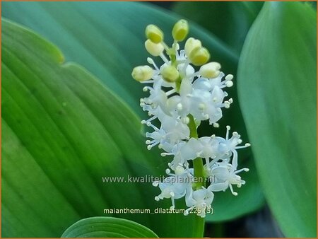Maianthemum dilatatum