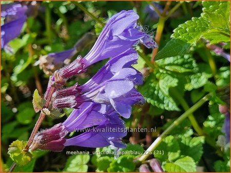 Meehania urtidifolia 'Japanblau'