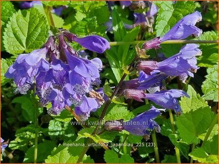 Meehania urtidifolia 'Japanblau'