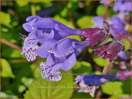 Meehania urtidifolia 'Japanblau'