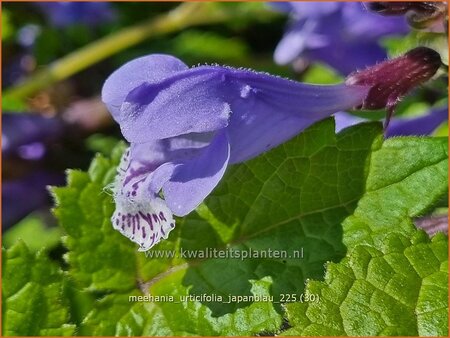 Meehania urtidifolia 'Japanblau'