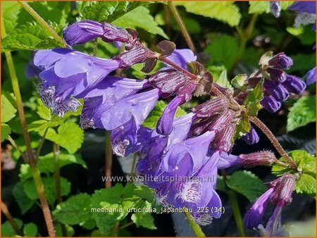 Meehania urtidifolia 'Japanblau'