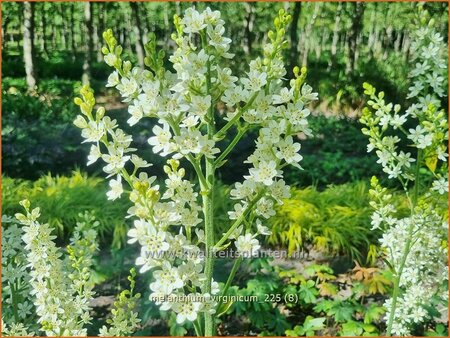 Melanthium virginicum