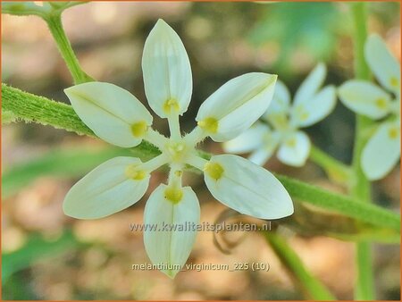 Melanthium virginicum