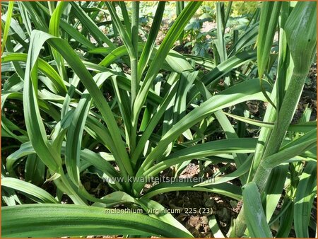 Melanthium virginicum