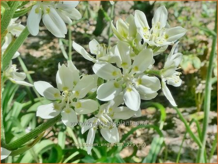 Melanthium virginicum