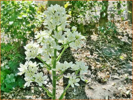 Melanthium virginicum