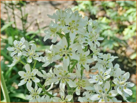 Melanthium virginicum